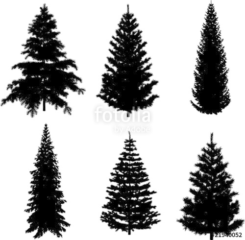 500x490 Perfect Transparent Six Pine Trees Vectors Stock Image And