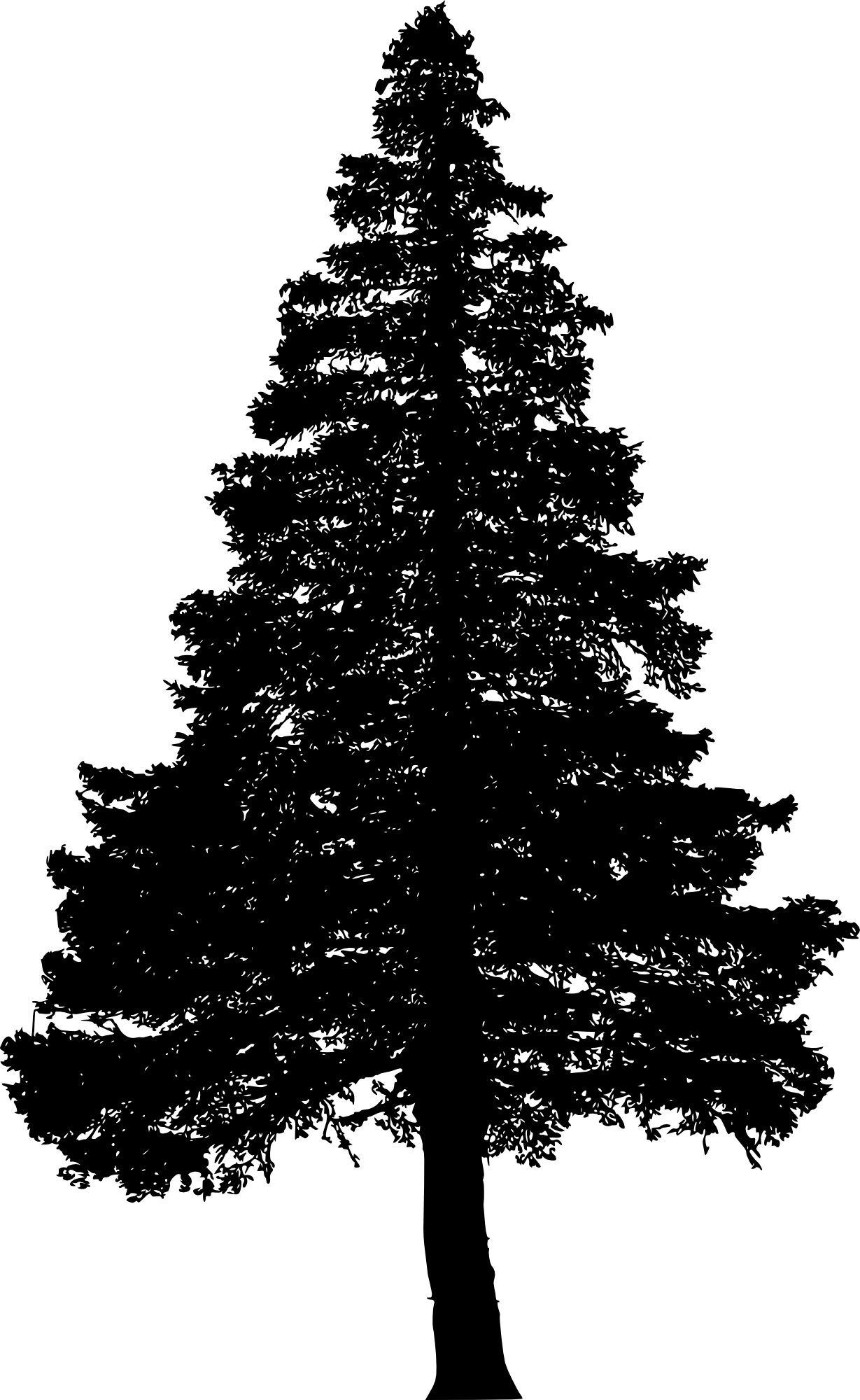 1229x2000 Pine Tree Vector