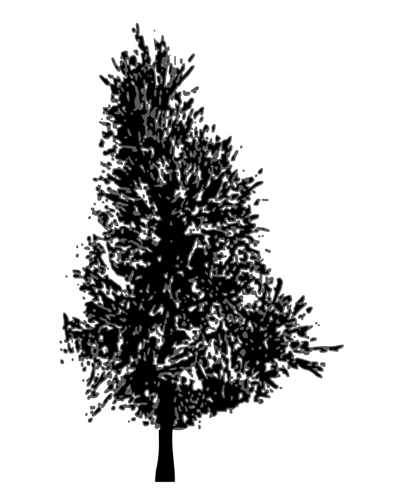 785x1000 Pine Tree Vector