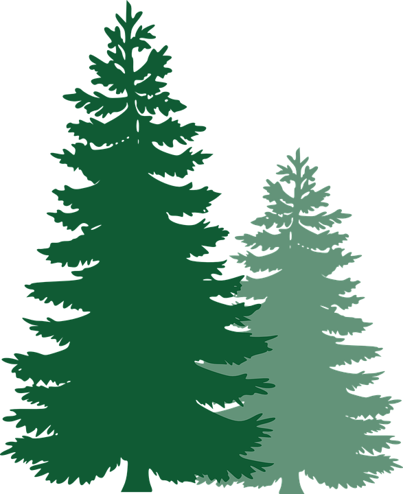 587x720 Free Image On Pixabay Pine Trees Spruce Trees Pine Tree Vector Art