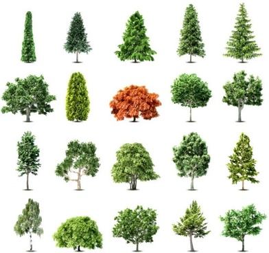 392x368 Free Tree Vectors