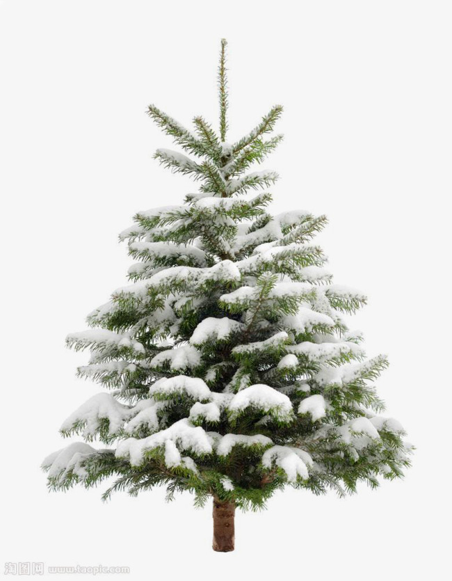 650x835 Pine Tree Png, Vectors, Psd, And Clipart For Free Download Pngtree