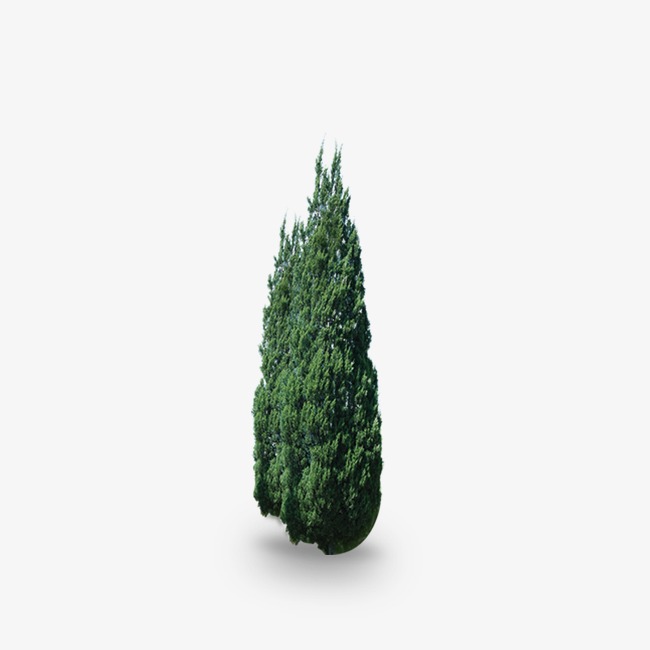 650x650 Trees, Pine, Trees Vector Png And Psd File For Free Download