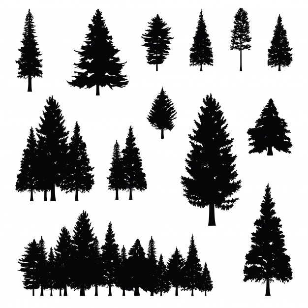 626x626 Pine Vectors, Photos And Psd Files Free Download