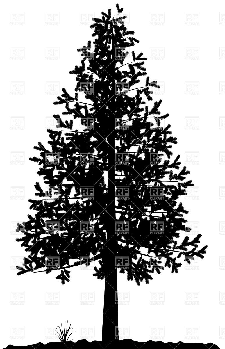 774x1200 Fir Tree Silhouette Vector Image Vector Artwork Of Silhouettes