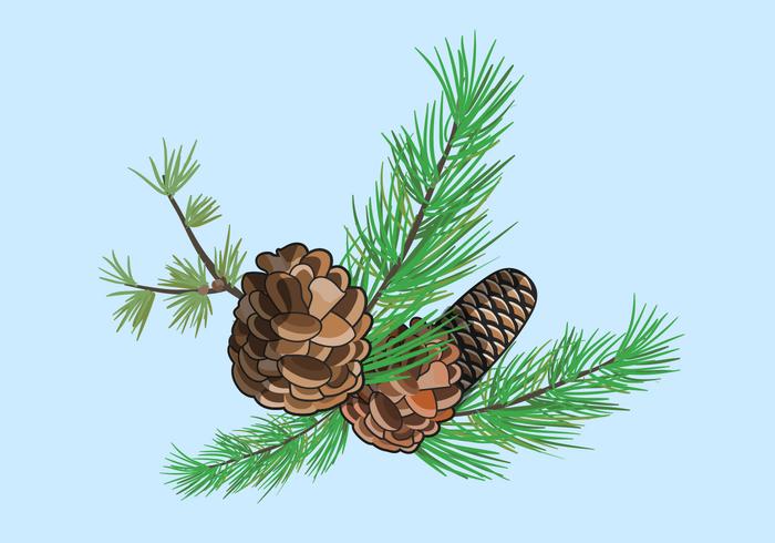 700x490 Pine Free Vector Art