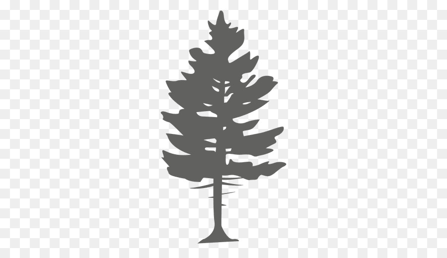 900x520 Pine Tree Conifers Spruce