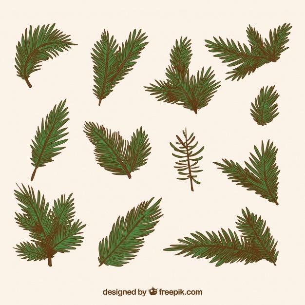 626x626 Pine Vectors, Photos And Psd Files Free Download