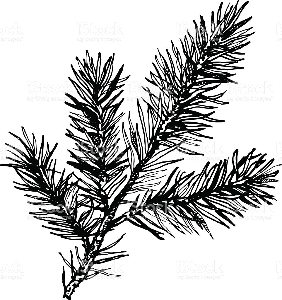 963x1024 Drawn Pine Tree Vector