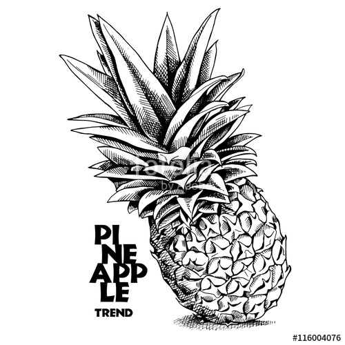 500x500 Pineapple. Vector Black And White Illustration. Stock Image And