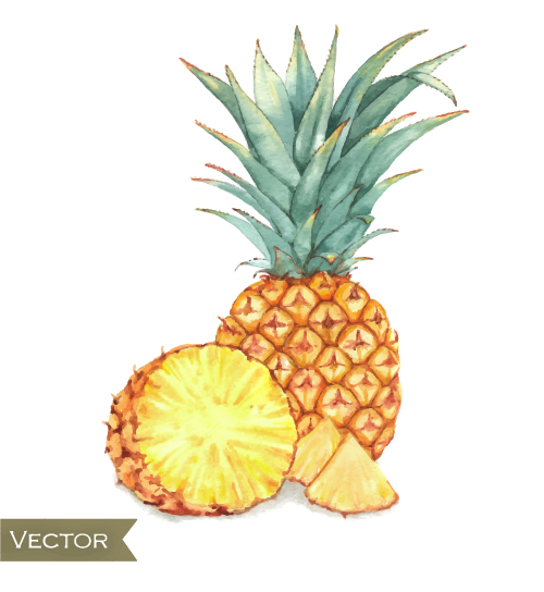 500x544 Watercolor Pineapple Drawn Vector Free Download