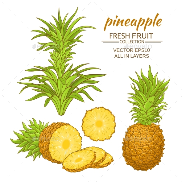 590x590 Pineapple Vector Set By Cuttlefish84 Graphicriver