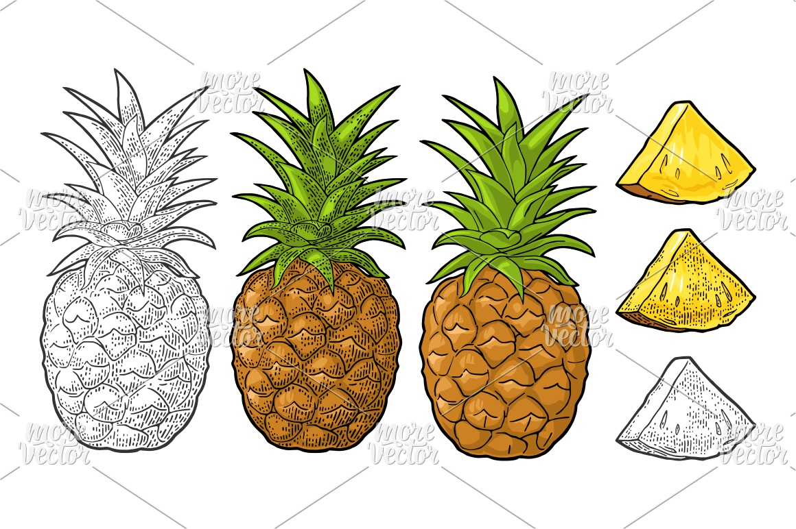 1160x772 Whole And Slice Pineapple. Vector Color Vintage Engraving By