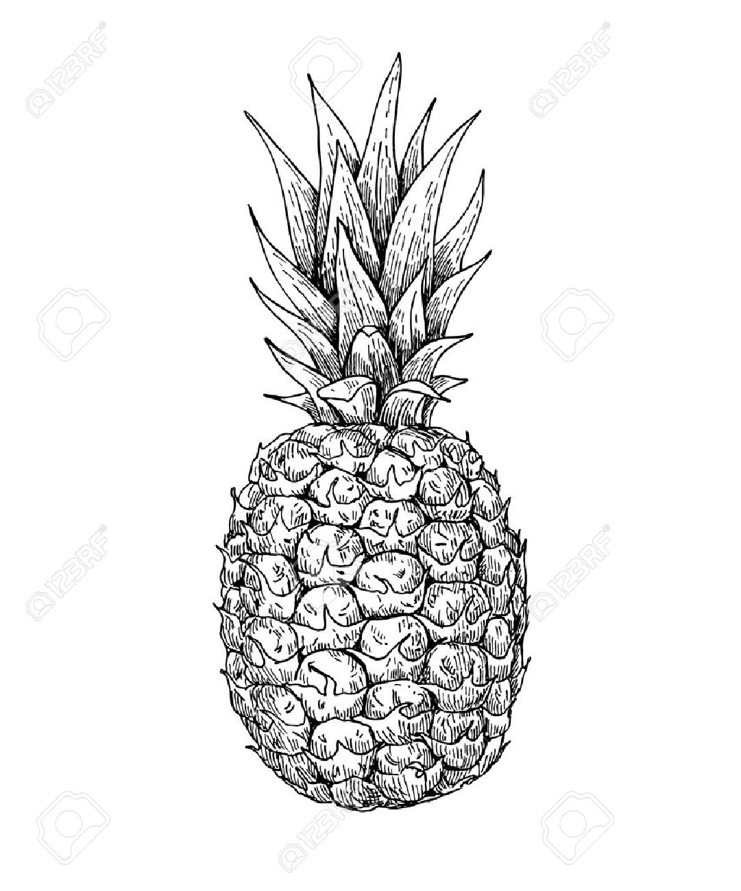 1081x1300 Drawn Pineapple Illustration