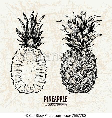 450x470 Digital Vector Detailed Line Art Pineapple Fruit Hand Drawn
