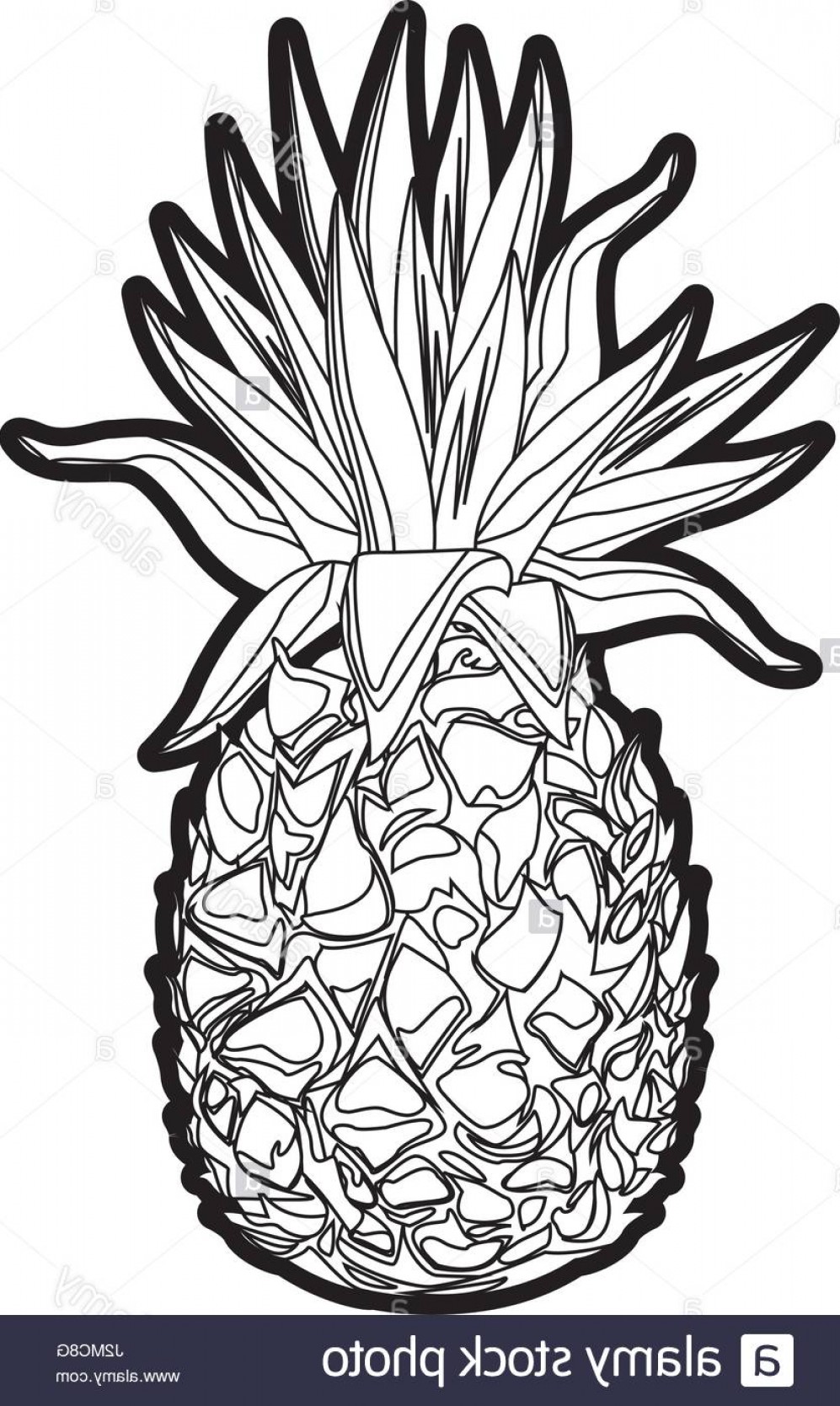 997x1668 Pineapple Vector Art Geekchicpro