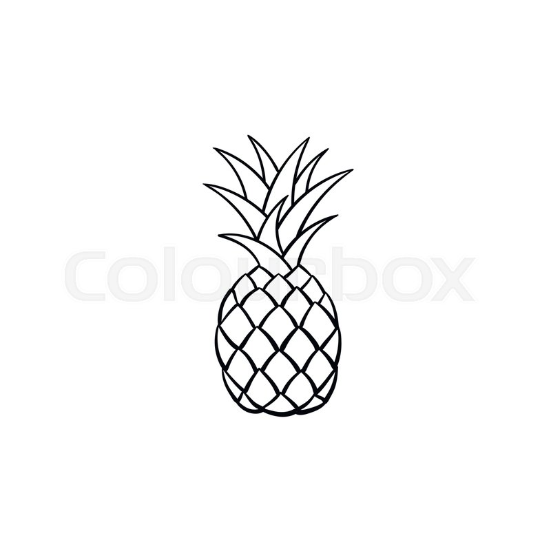 800x800 Pineapple Hand Drawn Outline Doodle Icon. Vector Sketch