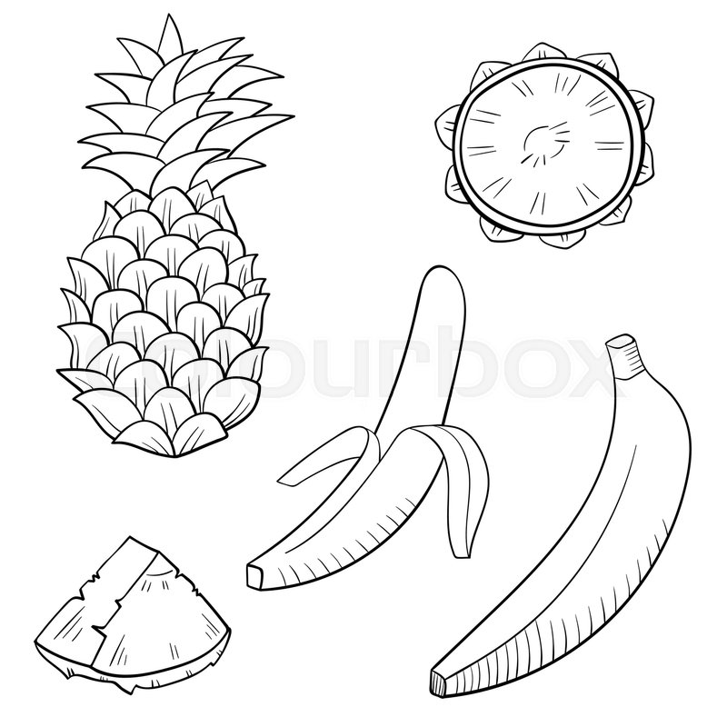 800x800 Vector Illustration With Juicy Tropical Fruits Banana And