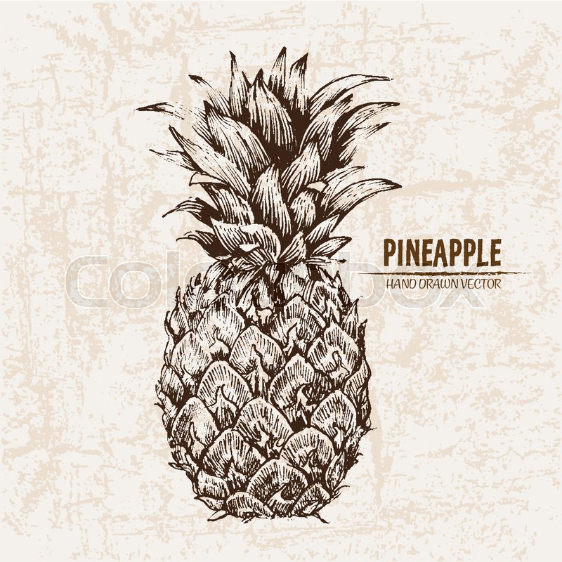 800x800 Digital Vector Detailed Line Art Pineapple Fruit Hand Drawn Retro