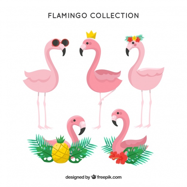 626x626 Flamingo Vectors, Photos And Psd Files Free Download