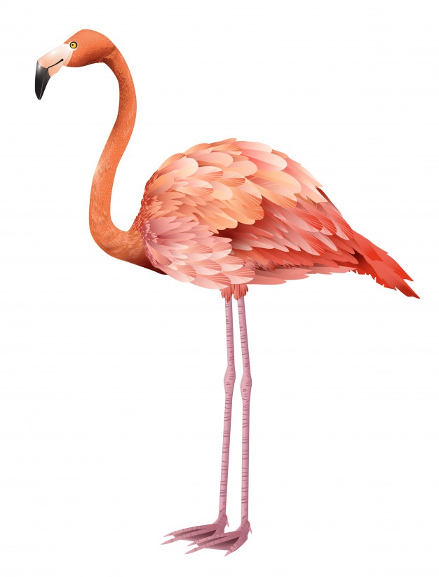 626x823 Pink Flamingo Vectors, Photos And Psd Files Free Download