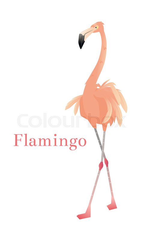 486x800 Pink Flamingo Vector Illustration Isolated On White Background