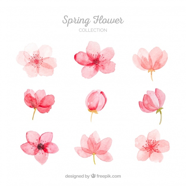 626x626 Blossom Vectors, Photos And Psd Files Free Download