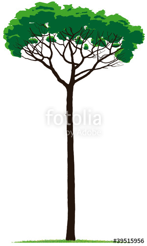 300x500 Pino Marittimo Stock Image And Royalty Free Vector Files On