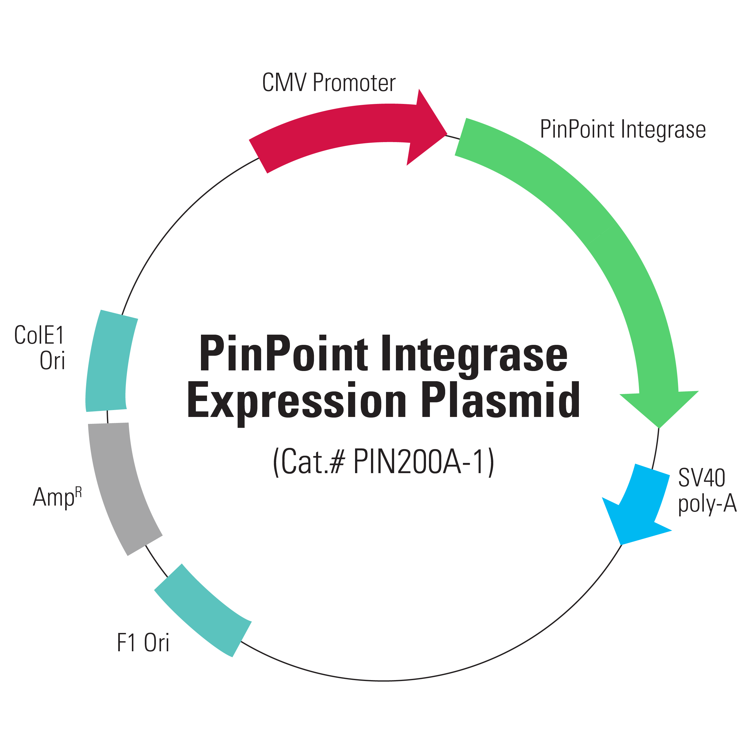 2500x2500 Pinpoint Integrase Expression Plasmid System Biosciences