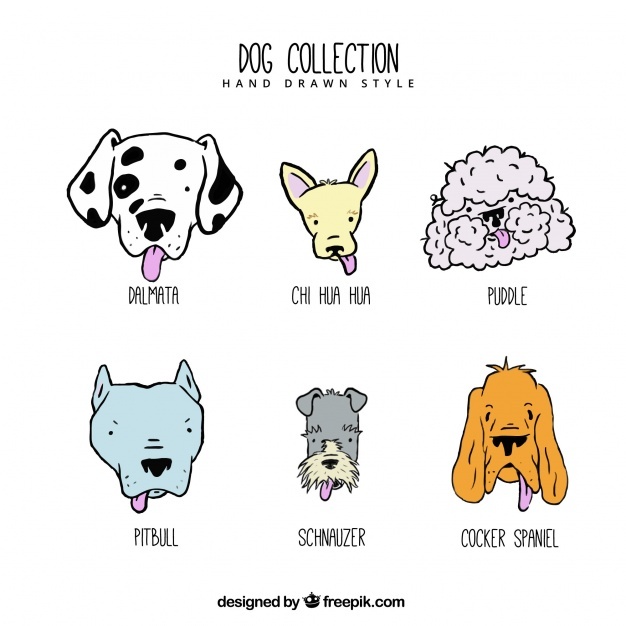 626x626 Pitbull Vectors, Photos And Psd Files Free Download