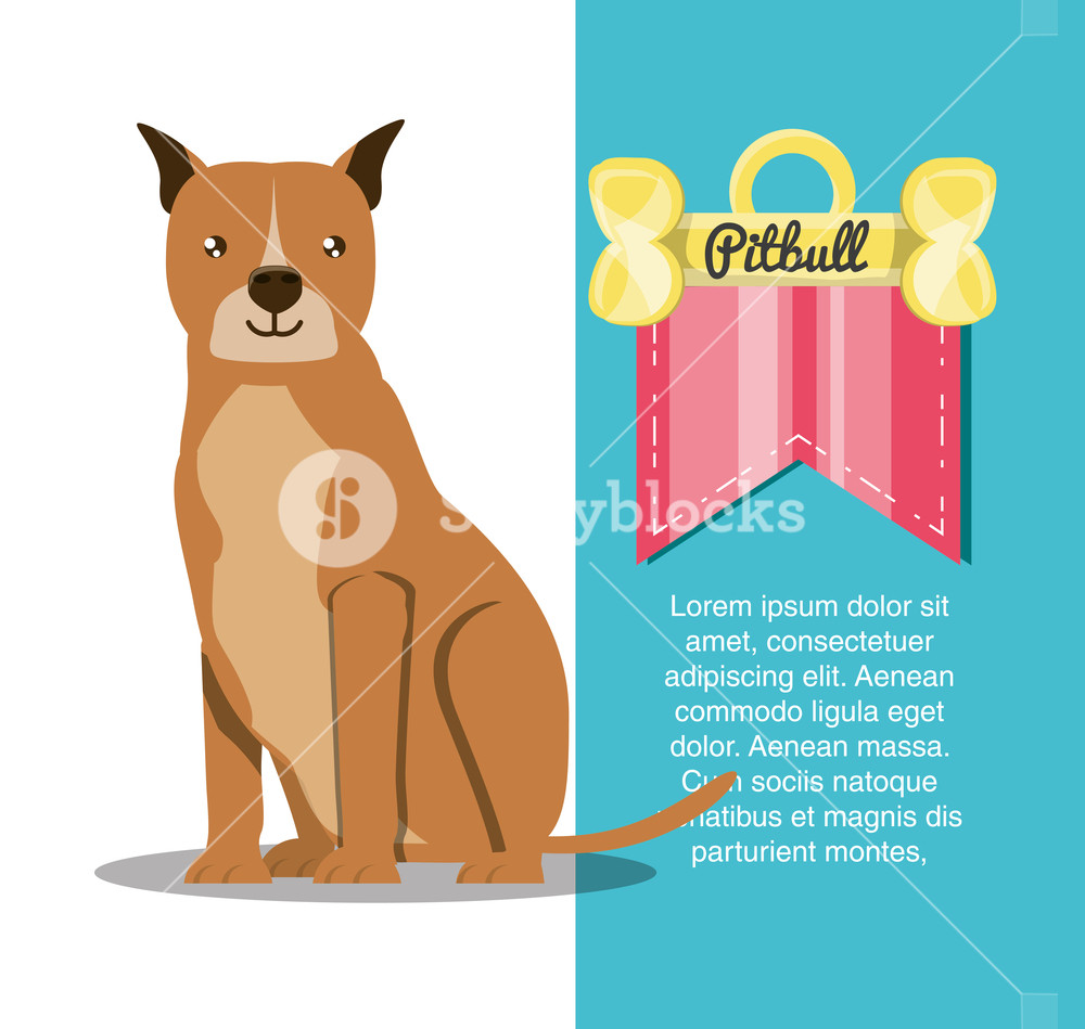 1000x949 Infographic Design Of Pitbull Dog Over White Background, Colorful