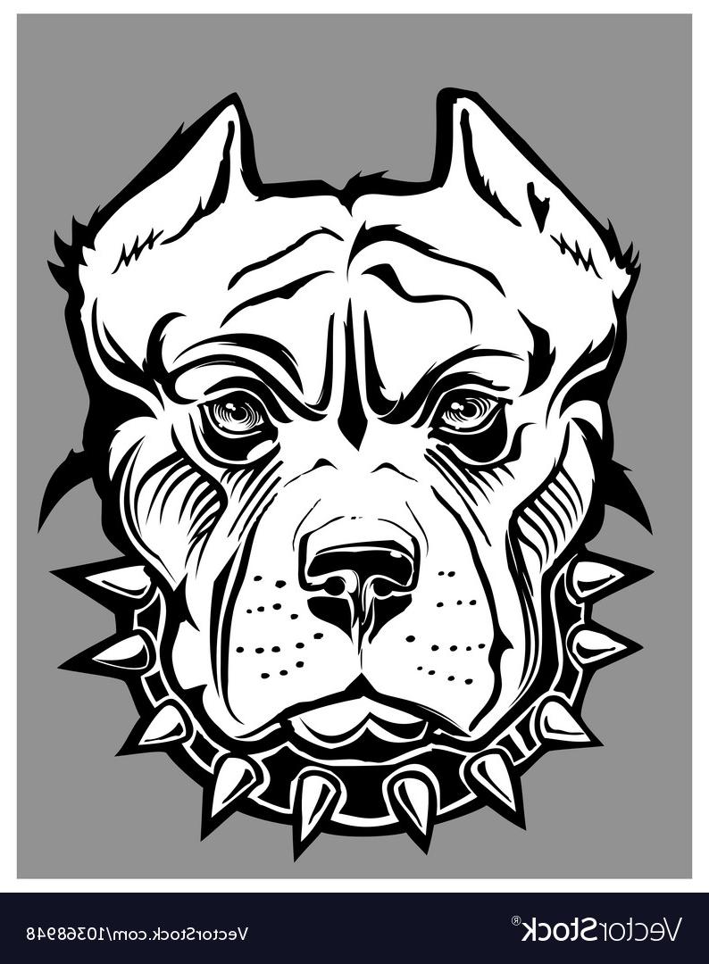 794x1080 Hd Pitbull Vector Pictures