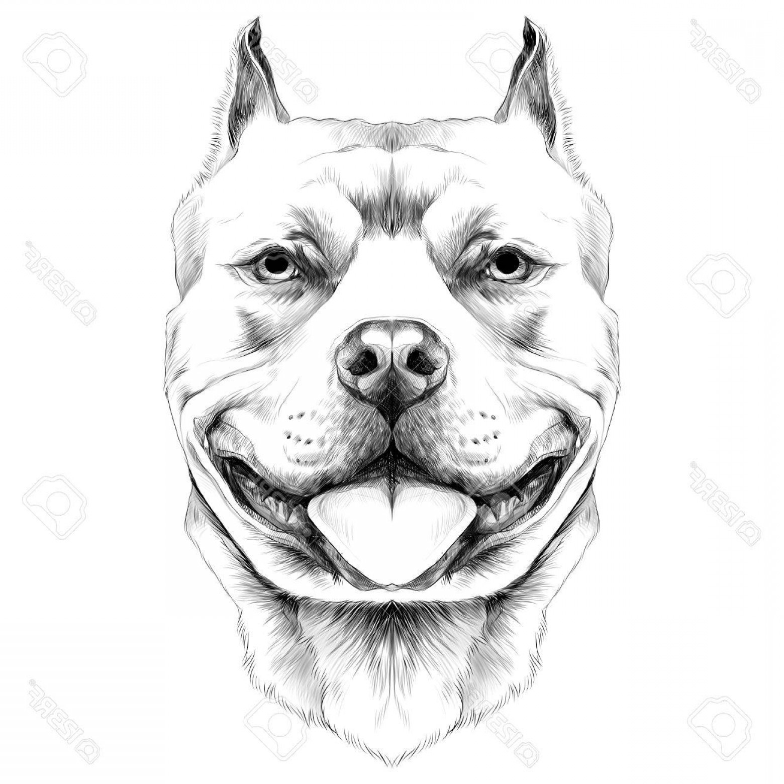 Pitbull Vector Graphics at GetDrawings.com | Free for personal use