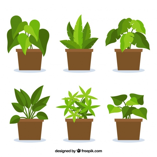 626x626 Plant Pot Vectors, Photos And Psd Files Free Download