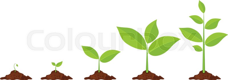 800x282 Phases Plant Growing. Planting Tree Infographic. Evolution Concept