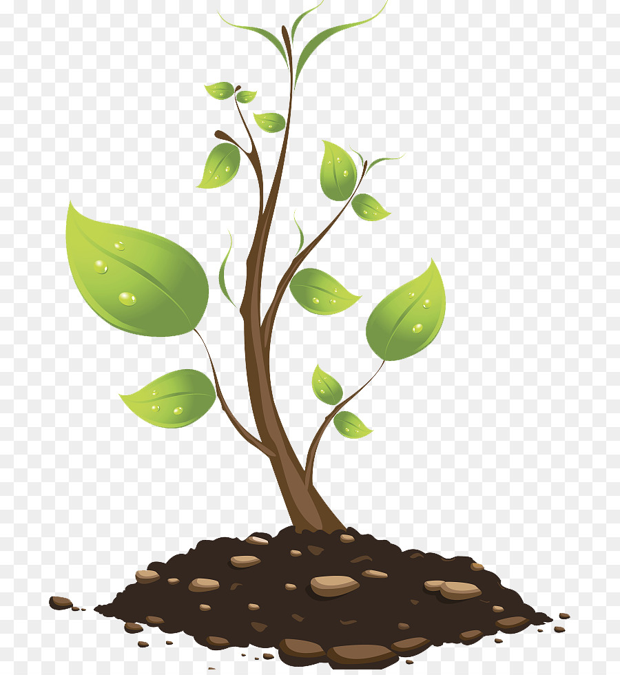 900x980 Tree Branch Euclidean Vector Plant