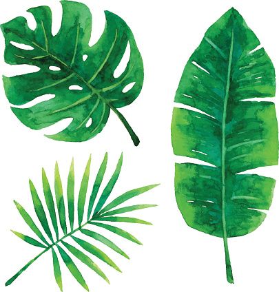 405x424 Vector Illustration Of Tropical Plants Leaf. Ink Me!