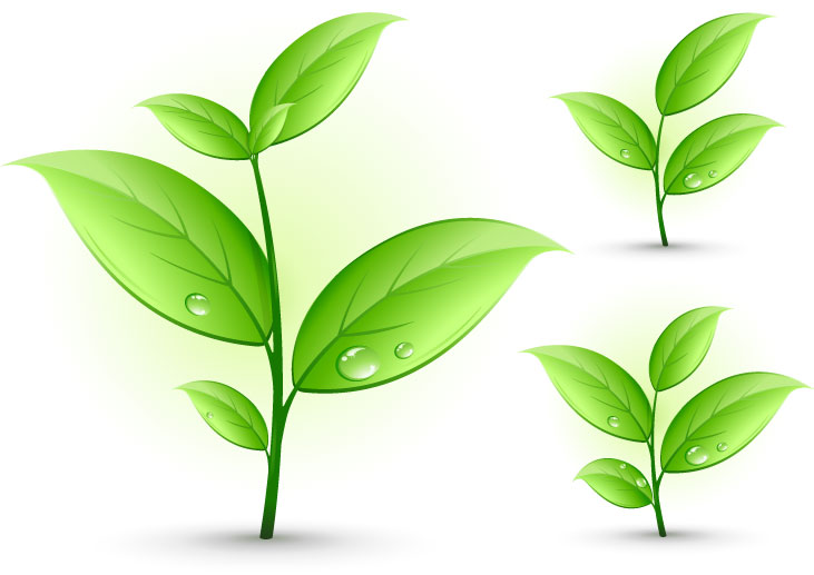 731x517 Plant Vector 4 An Images Hub