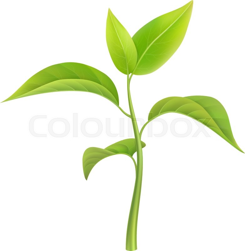 782x800 Green Sprout, Small Branch Young Plant, Vector Illustration