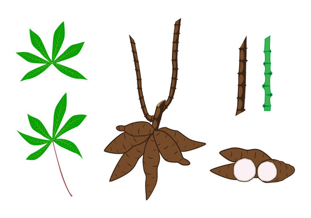 632x443 Cassava Plant Element Vectors Free Vector Download 424129 Cannypic