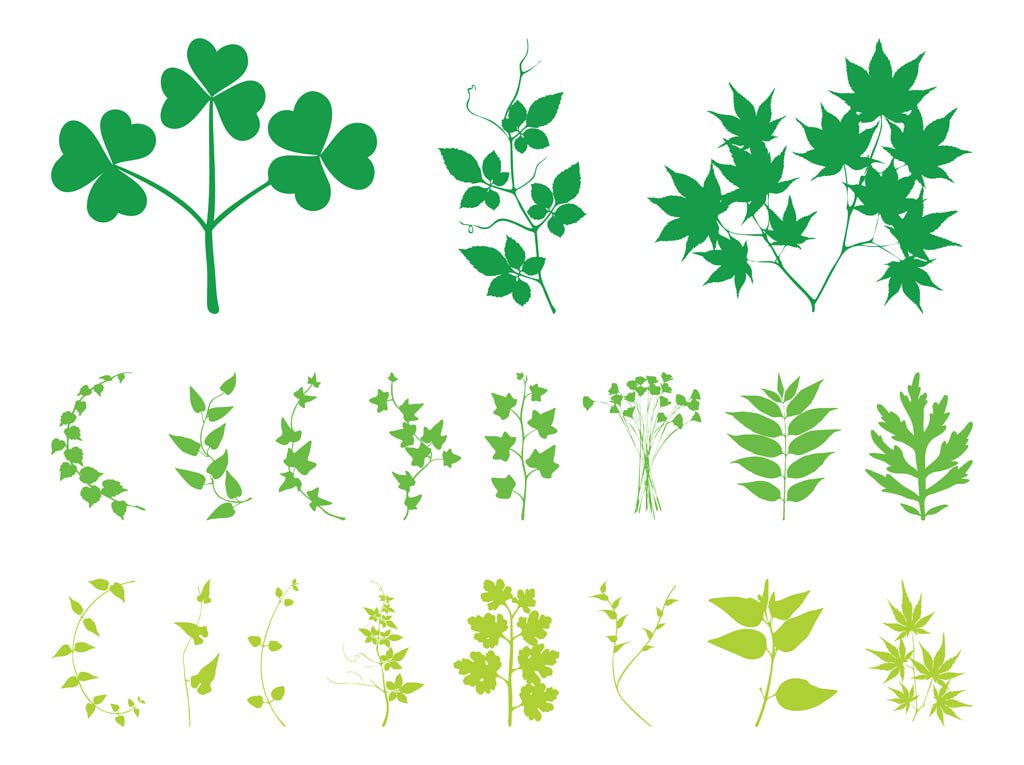 1024x765 Plant Leaves And Branches Vector Art Amp Graphics