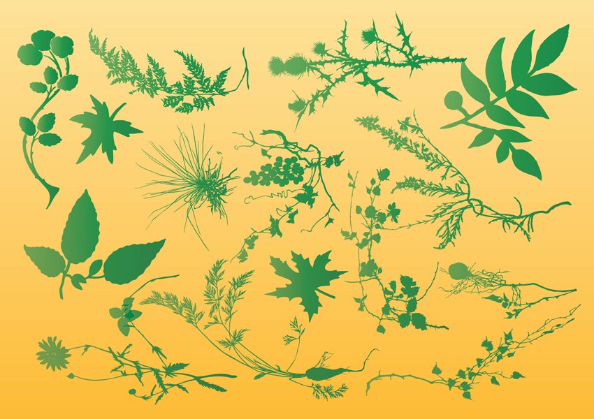 850x600 Plants Vector Graphics Vector Art Amp Graphics