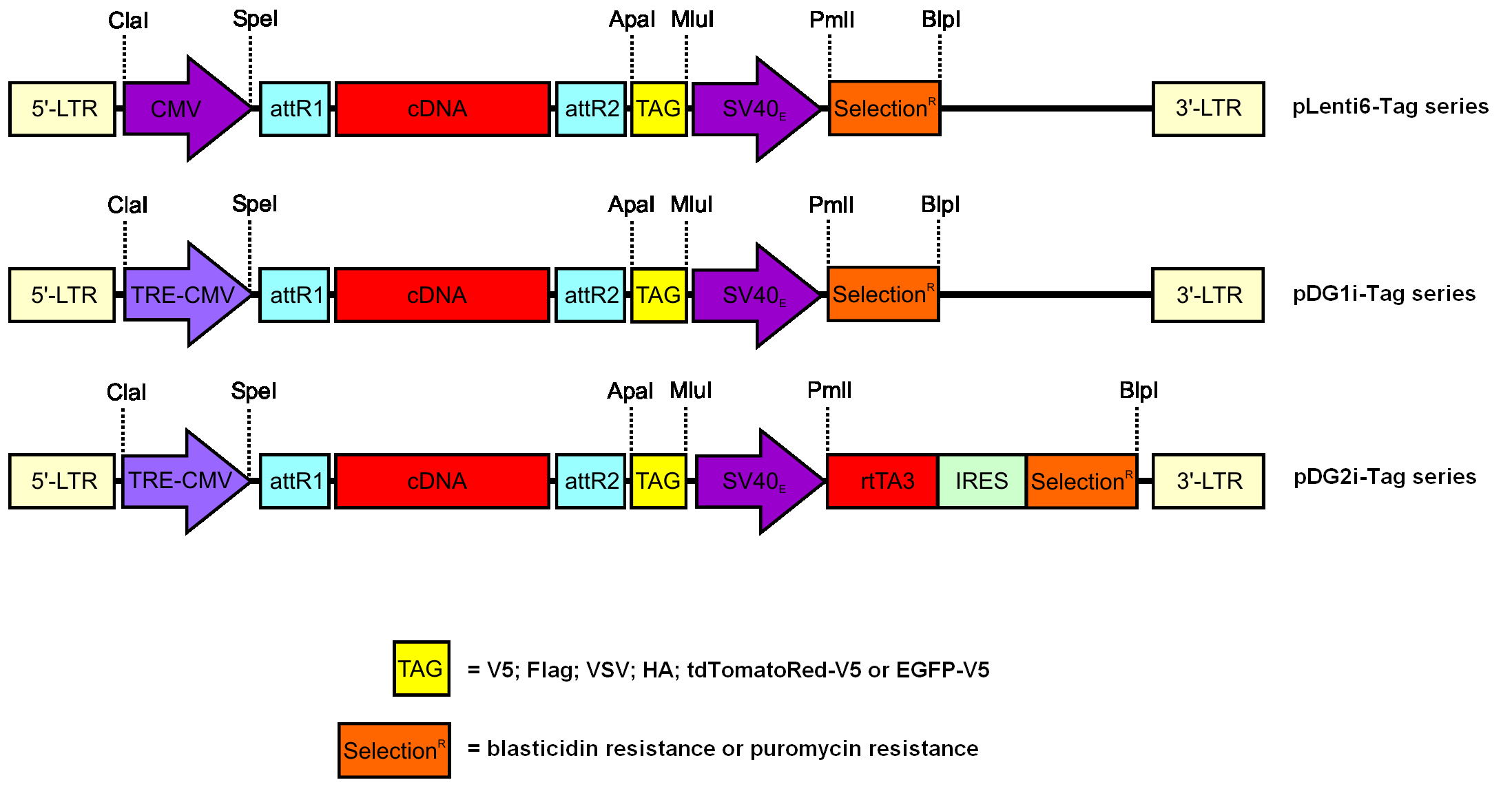 2195x1178 Novel Inducible Lentiviral Gateway Destination Vector Platform