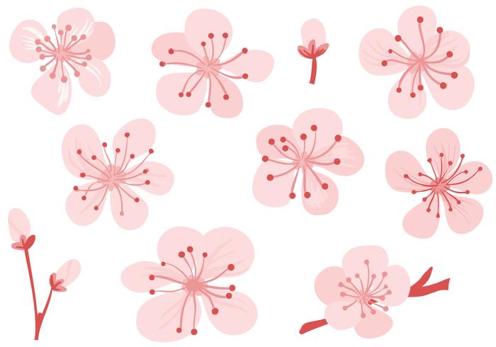 700x490 Free Plum Blossom Vectors
