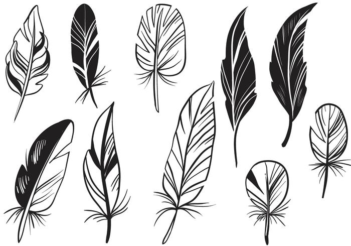 Pluma Vector at GetDrawings | Free download