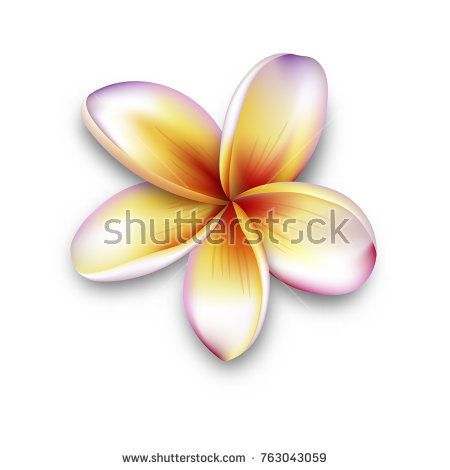 450x470 Plumeria, Frangipani Flower, 3d Vector Flower Illustration