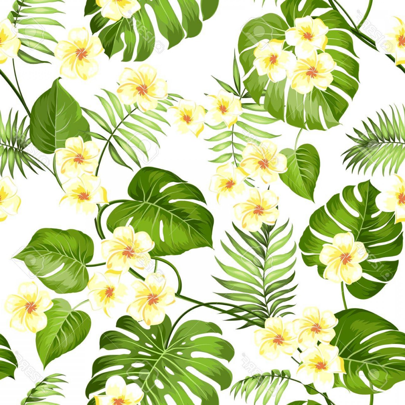 1560x1560 Plumeria Vector Arenawp