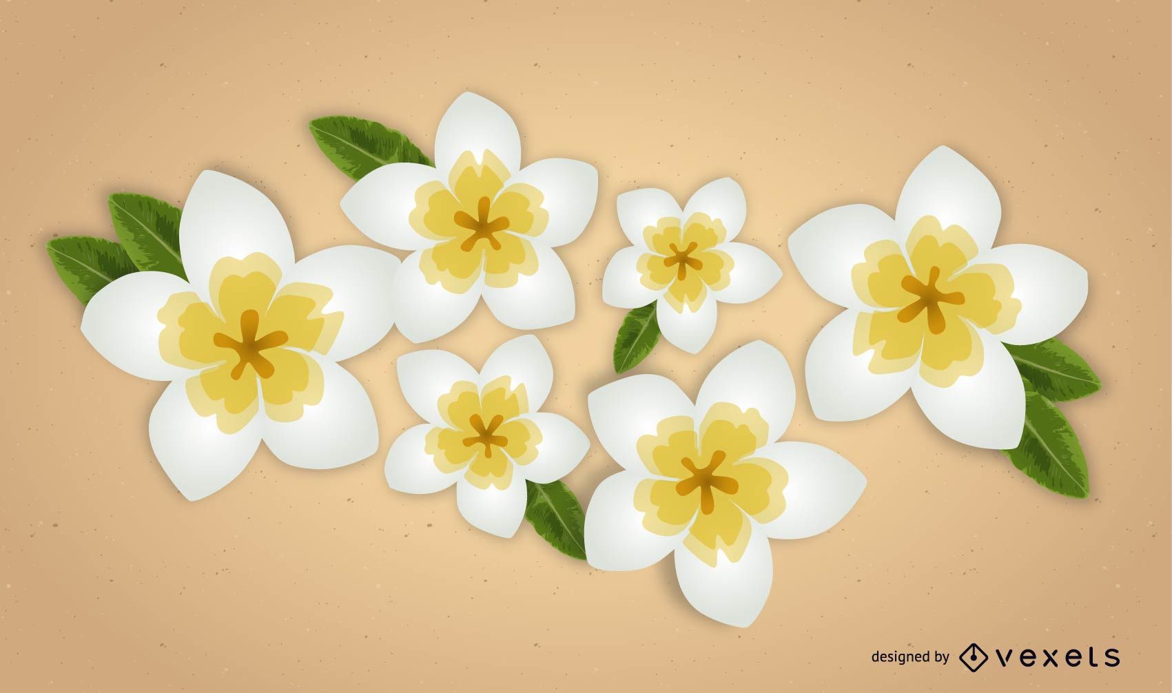 1701x1006 Plumeria Vector Flowers