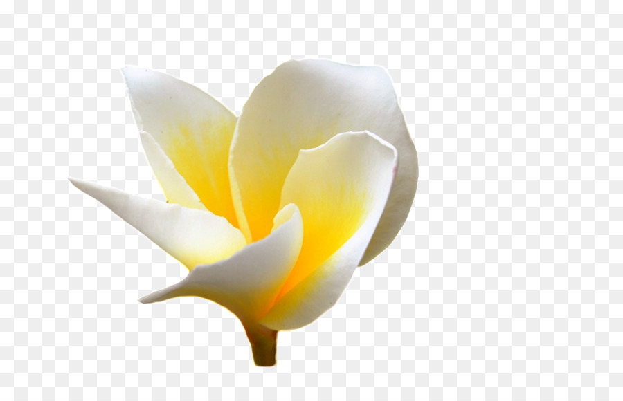 900x580 Plumeria Alba Euclidean Vector Flower