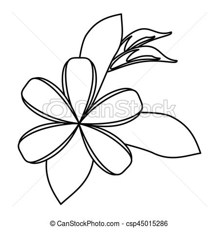450x470 Plumeria Flower Decoration Thin Line Vector Illustration Eps 10.